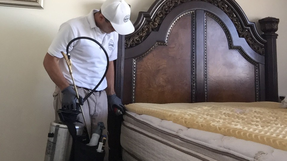 Bed Bug Exterminator North Las Vegas | Pest Pros Las Vegas