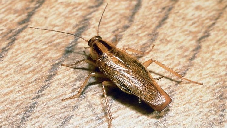 German Cockroach Control Las Vegas | Pest Pros Las Vegas