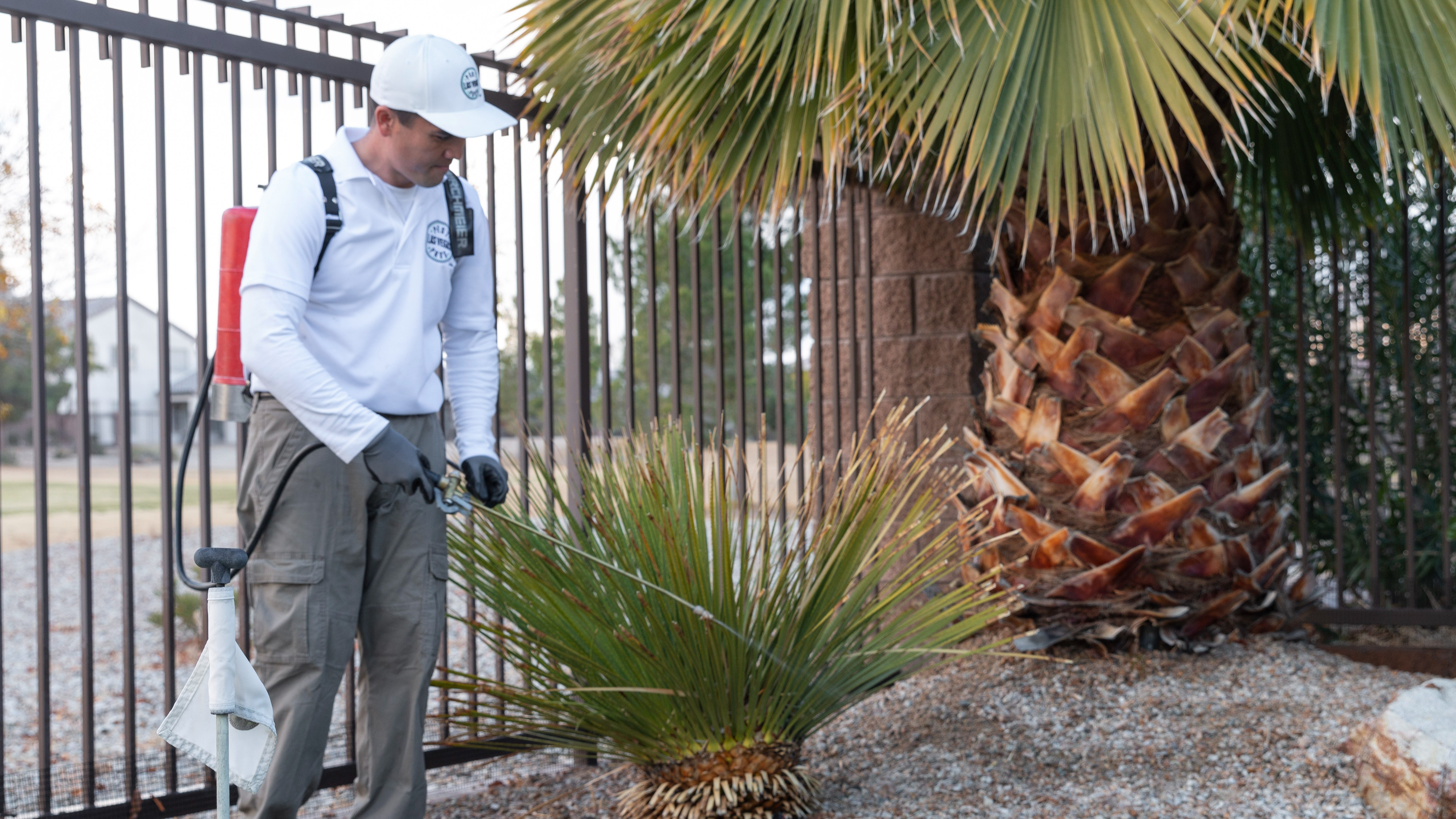 General Pest Control Las Vegas | Pest Pros Las Vegas