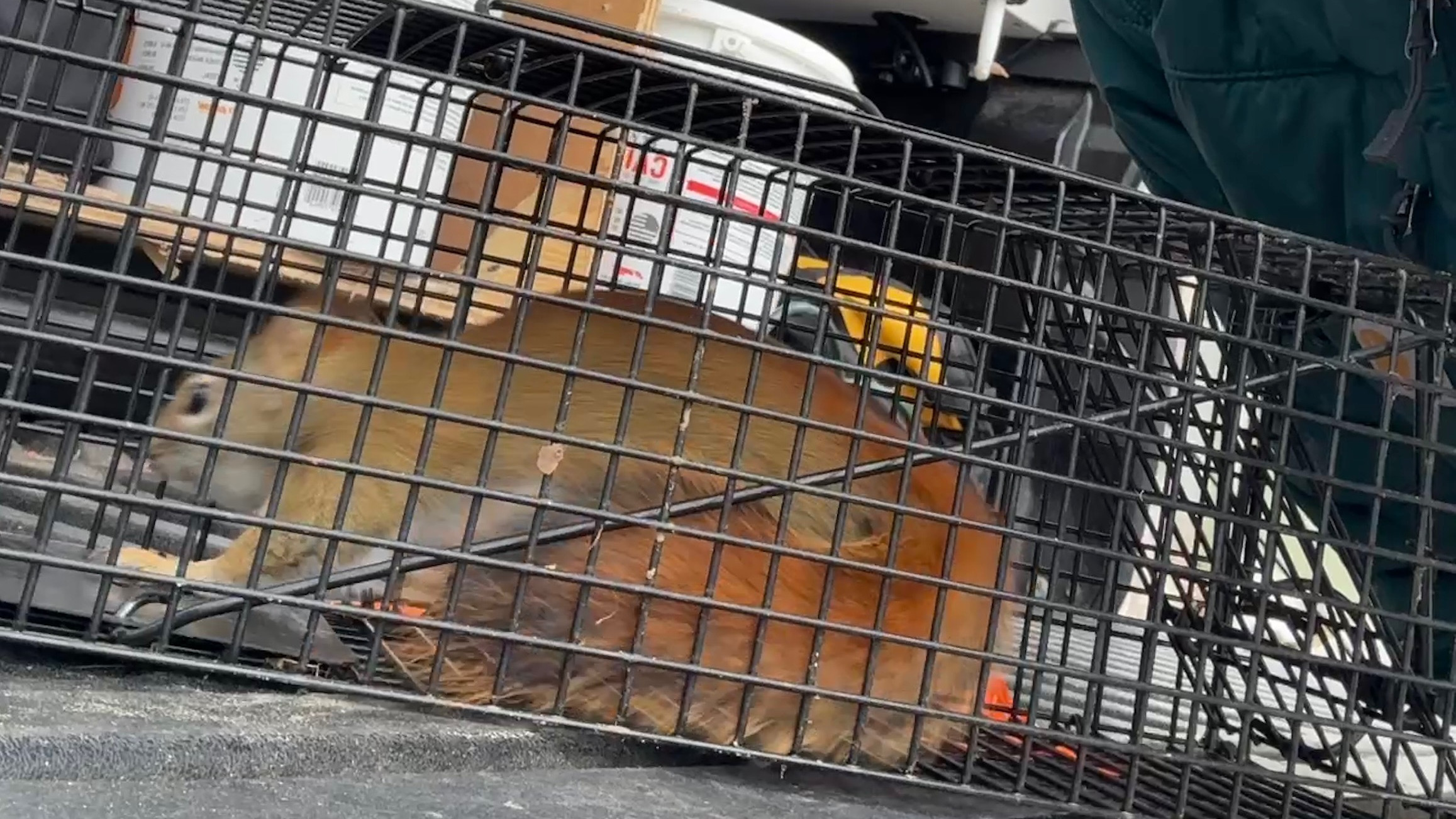 Squirrel Removal Croton on Hudson NY | Attic & Yard Squirrel Control