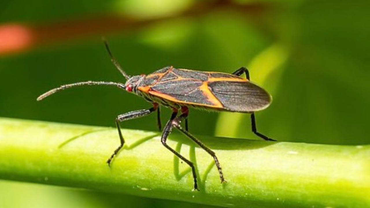 Box Elder Bug Control: Your Local Pest Solution | Best Pest Control 