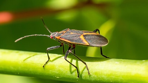 Box Elder Bug Control: Expert Solutions for a Pest-Free Home & Business