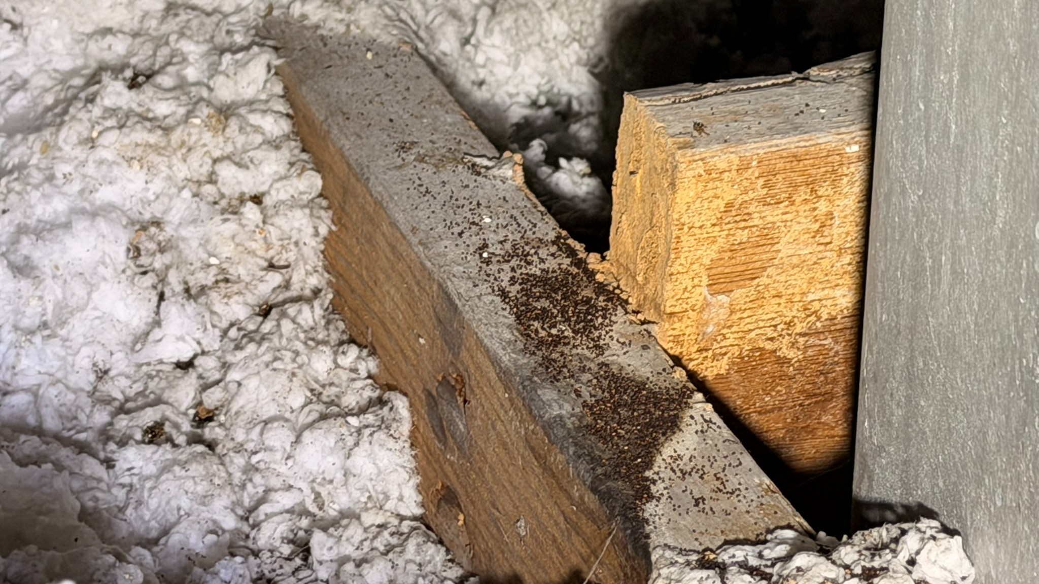 Drywood Termite Frass 