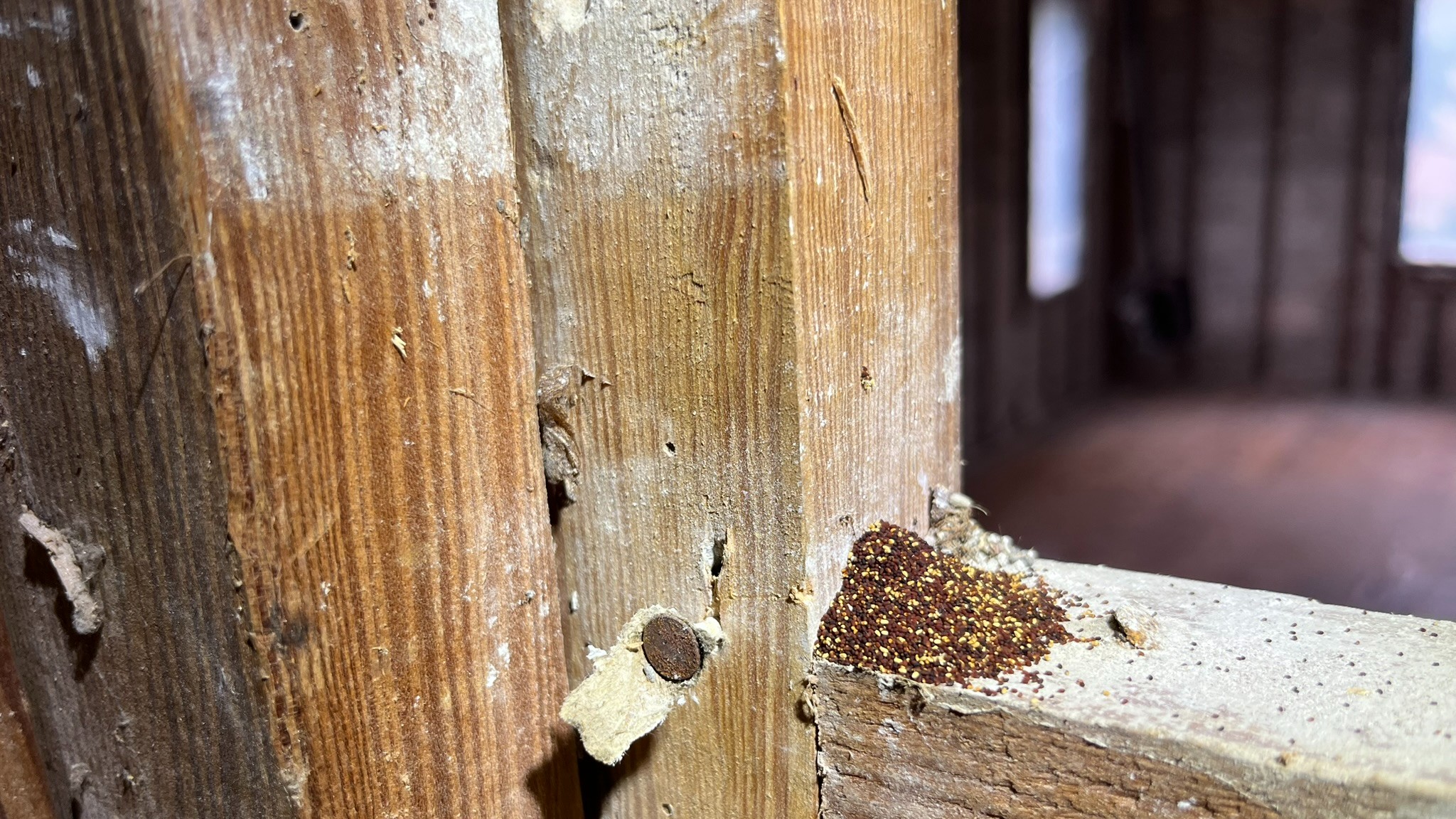 Drywood Termite Frass