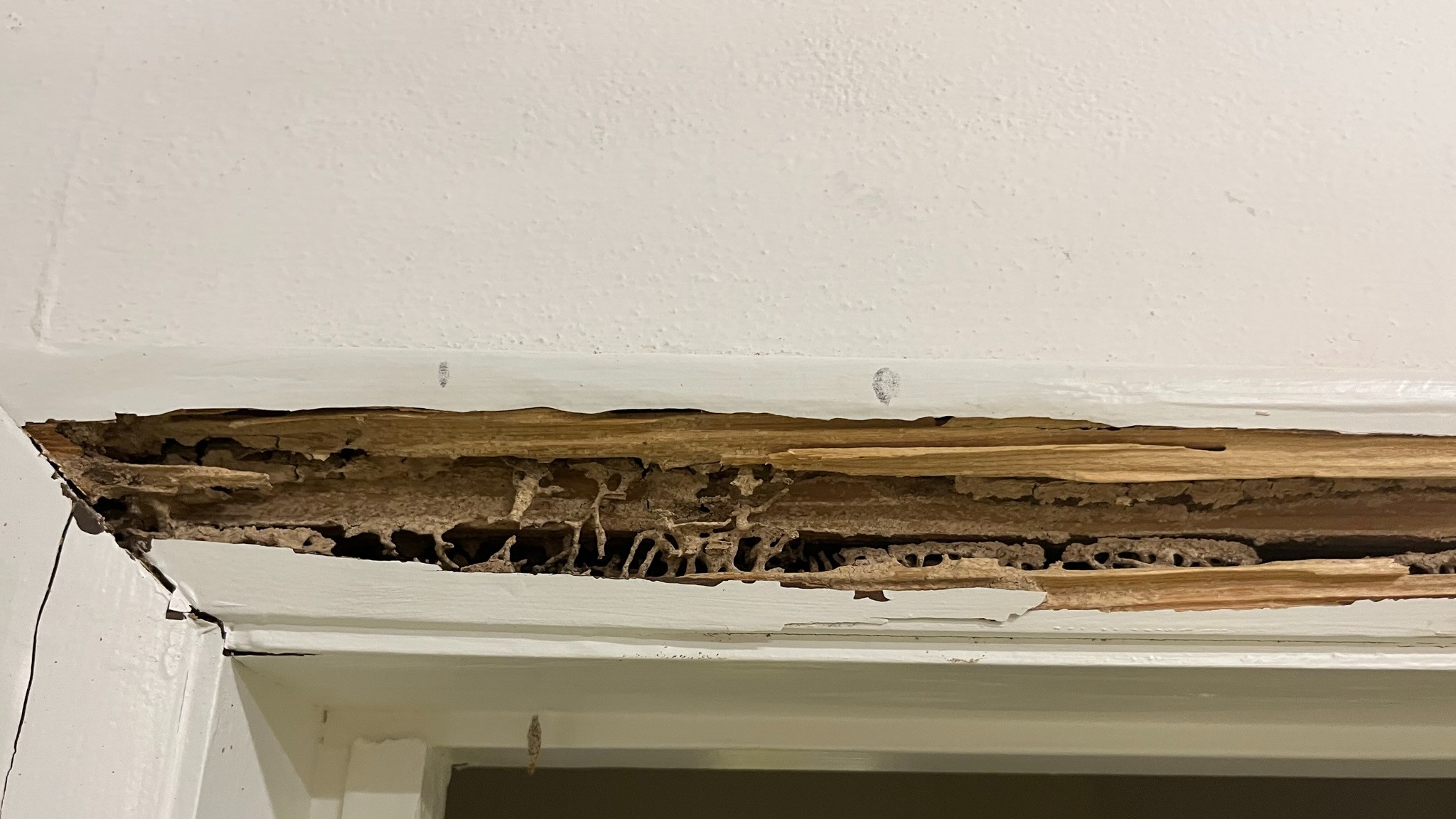 Subterranean Termite Damage - Door Casing/Trim