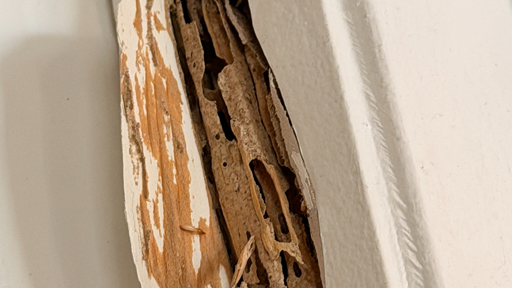 Subterranean Termites & Damage