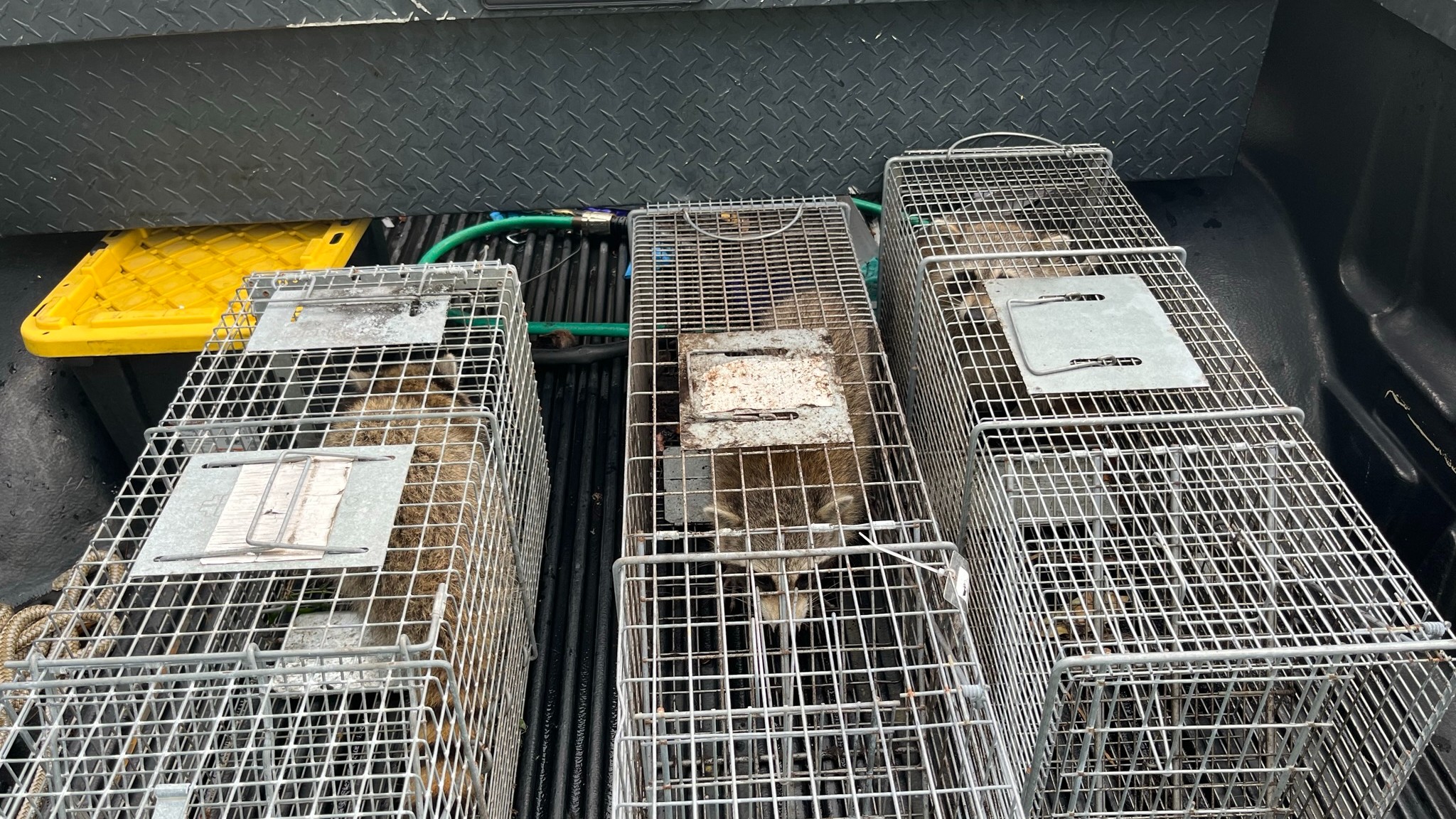 Wildlife Trapping - Raccoons