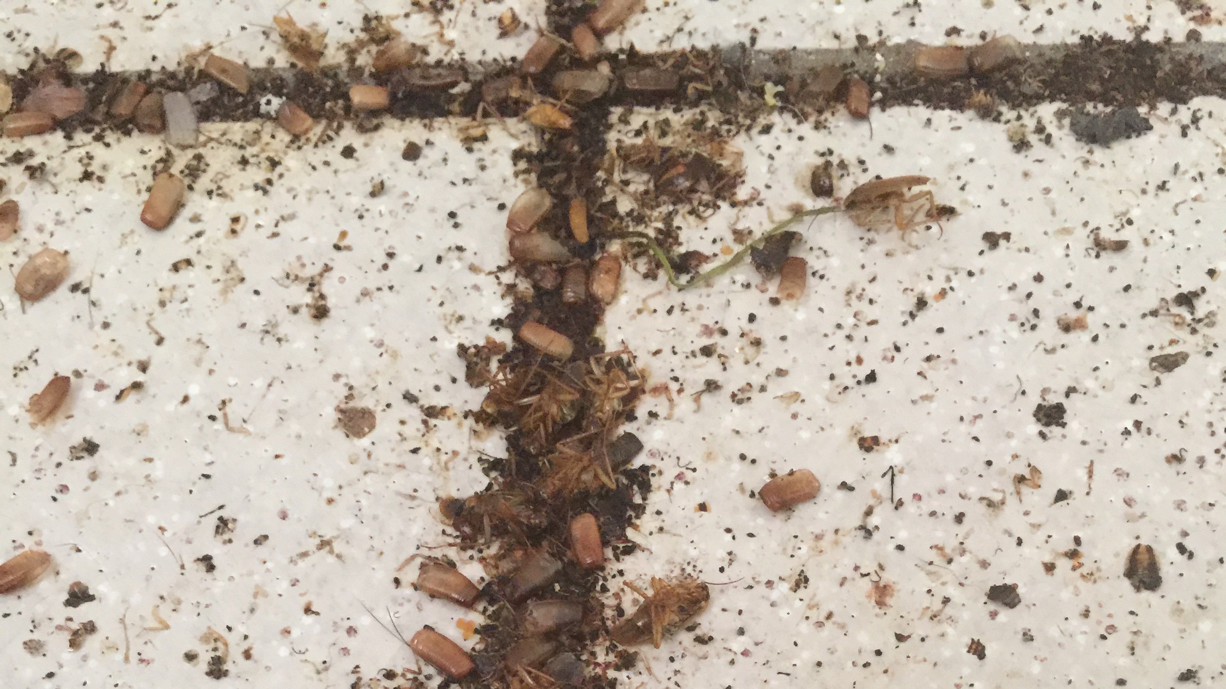 Roach infestation - Tile floor