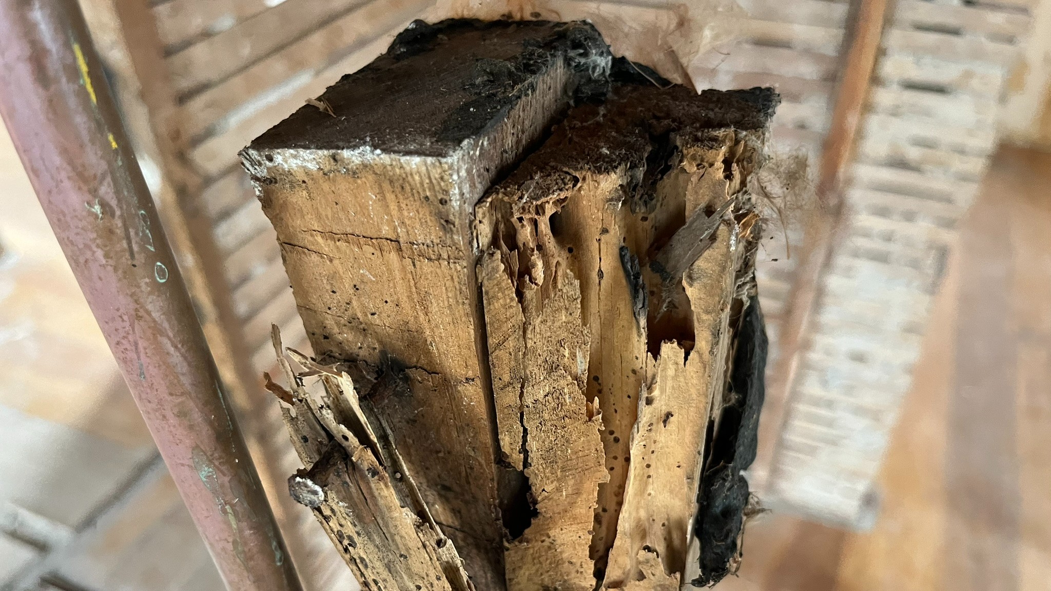 Drywood Termite Damage