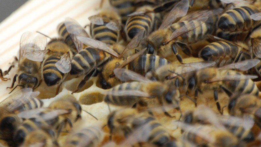 Bee Control Youngstown OH | Safe Bee Removal Services