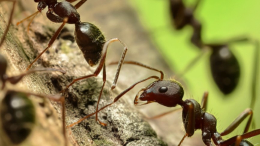 Ant Control Youngstown OH | Professional Ant Removal & Prevention