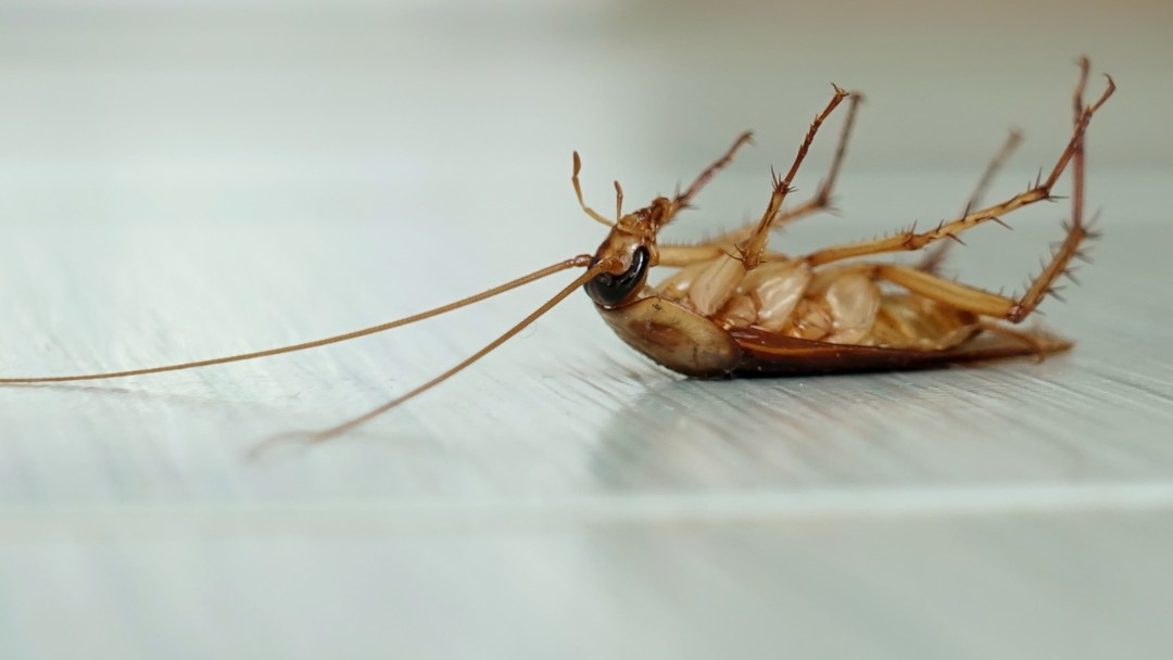 Youngstown Roach Control | Get Rid of Roaches Fast | Rhino Pest Control