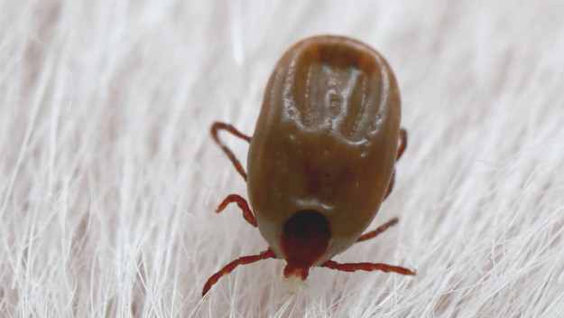 Flea Control & Removal in Youngstown, OH | Rhino Pest Control