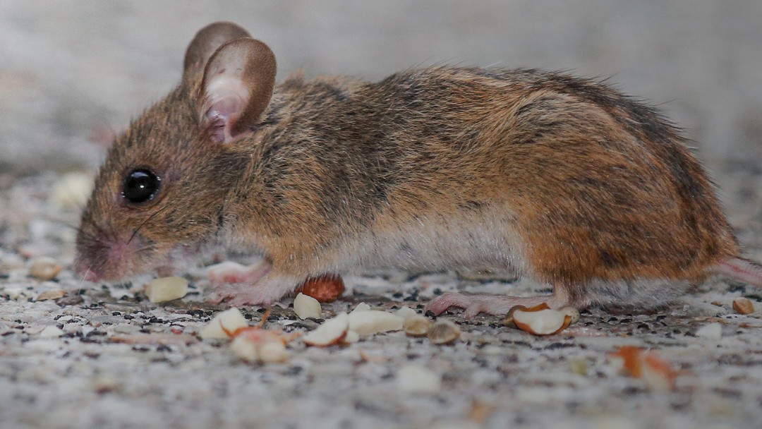 Rodent Control Youngstown OH | Rhino Pest Control