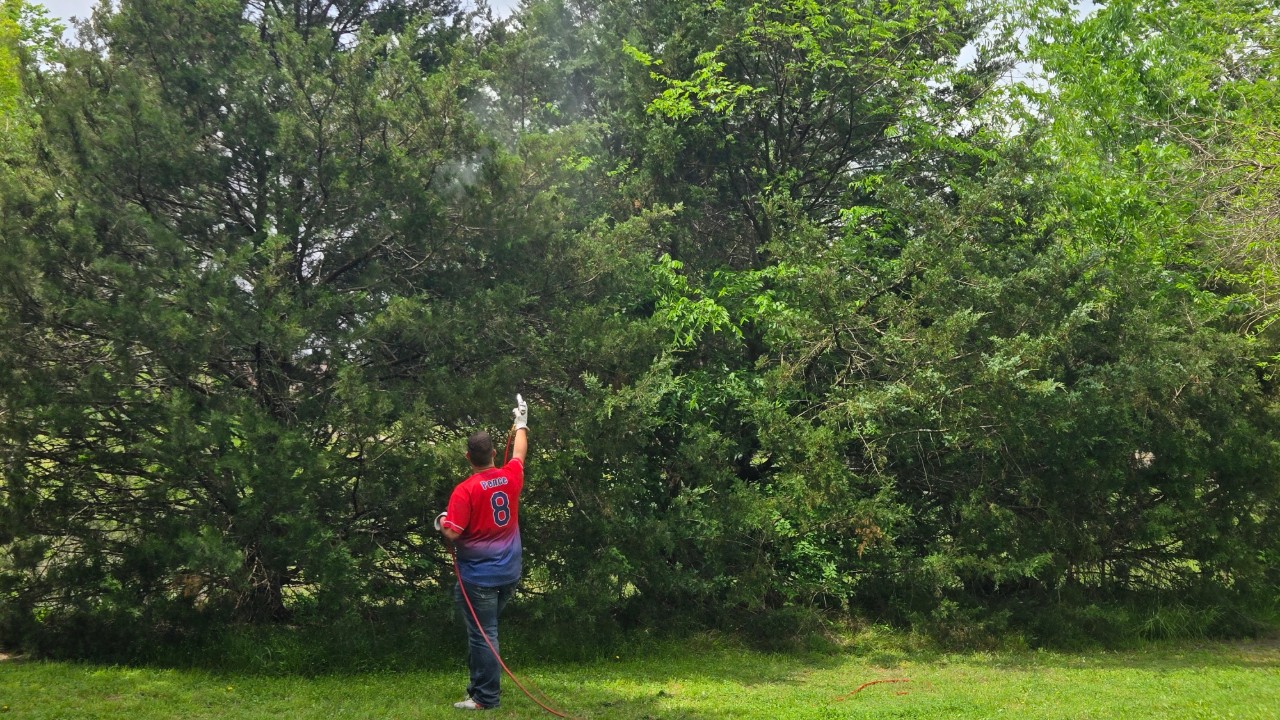 Bagworm Control Rockwall TX | Spidermen Services