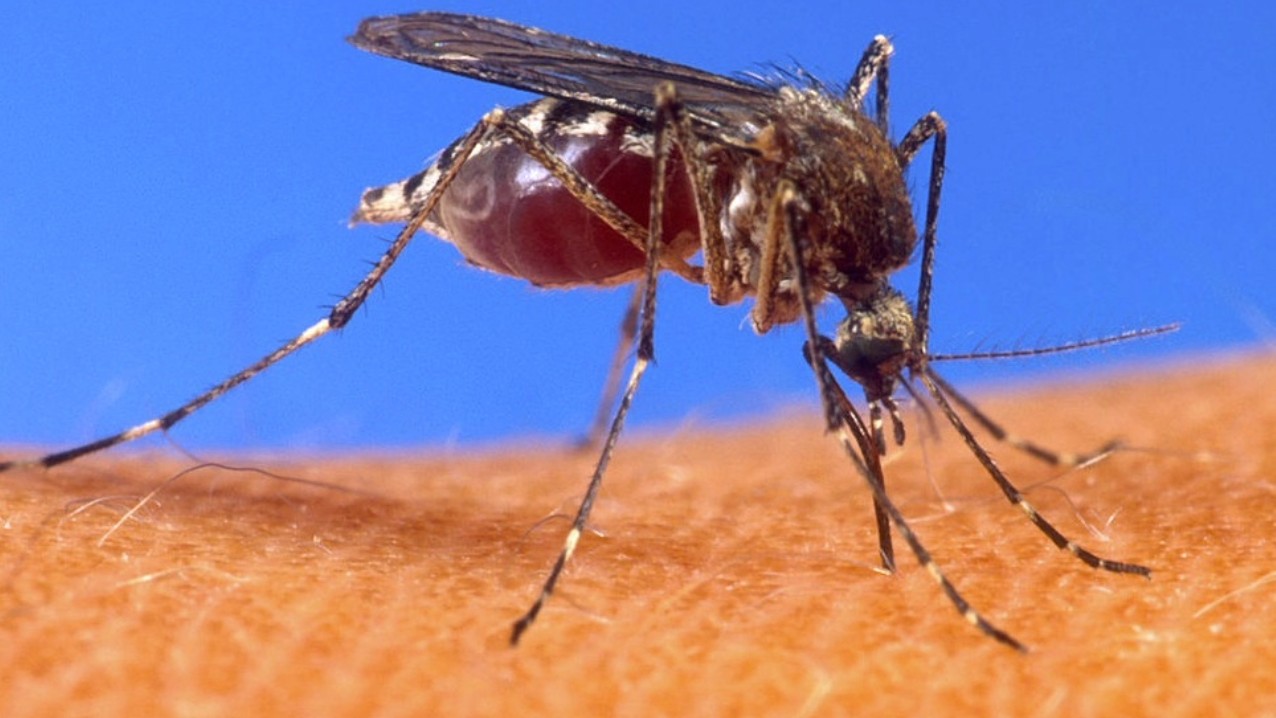 Texas Mosquito Control: The Local Advantage for a Bite-Free Home