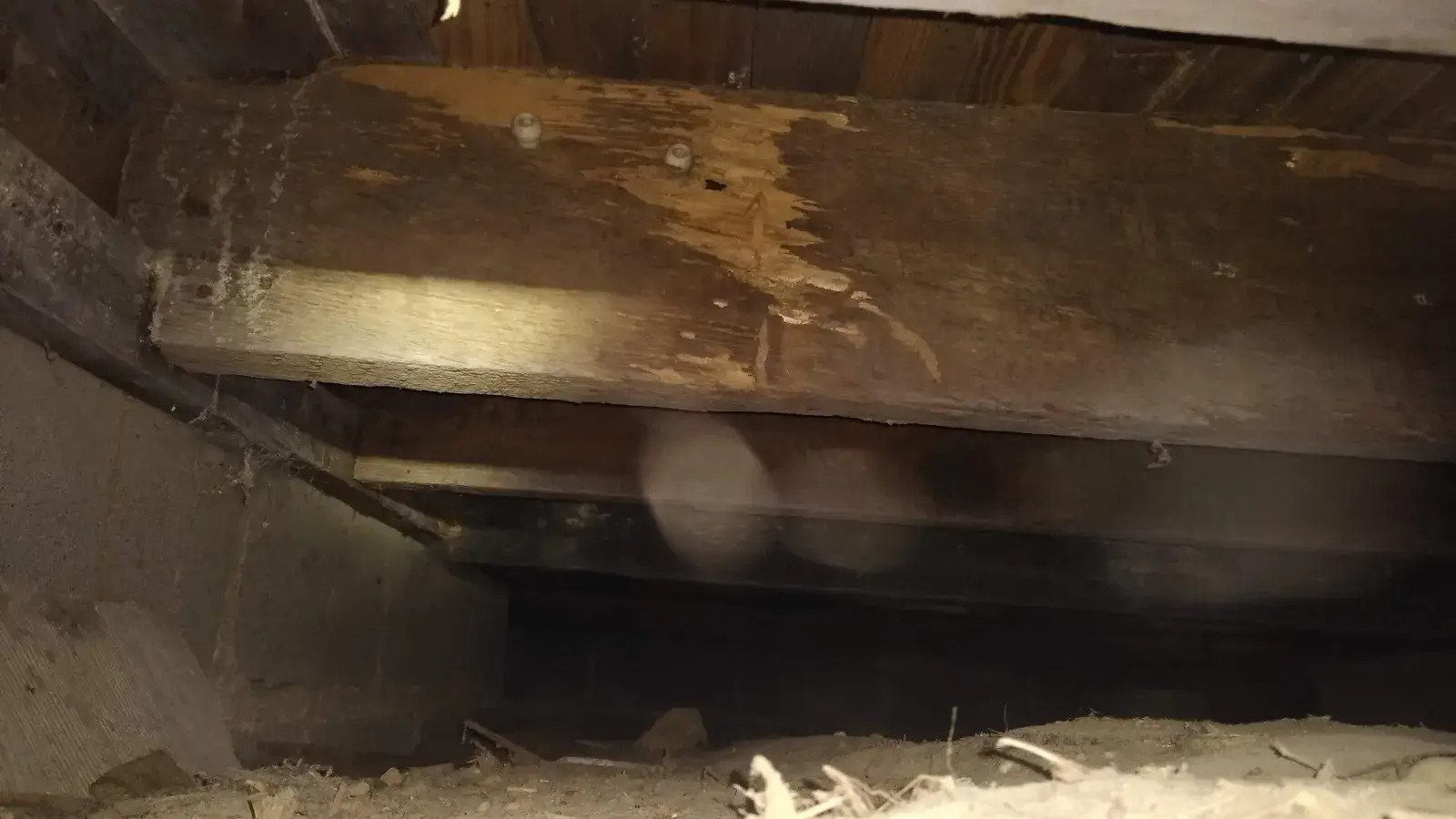 Termite Inspection & WDI Reports NJ | Resolve Pest