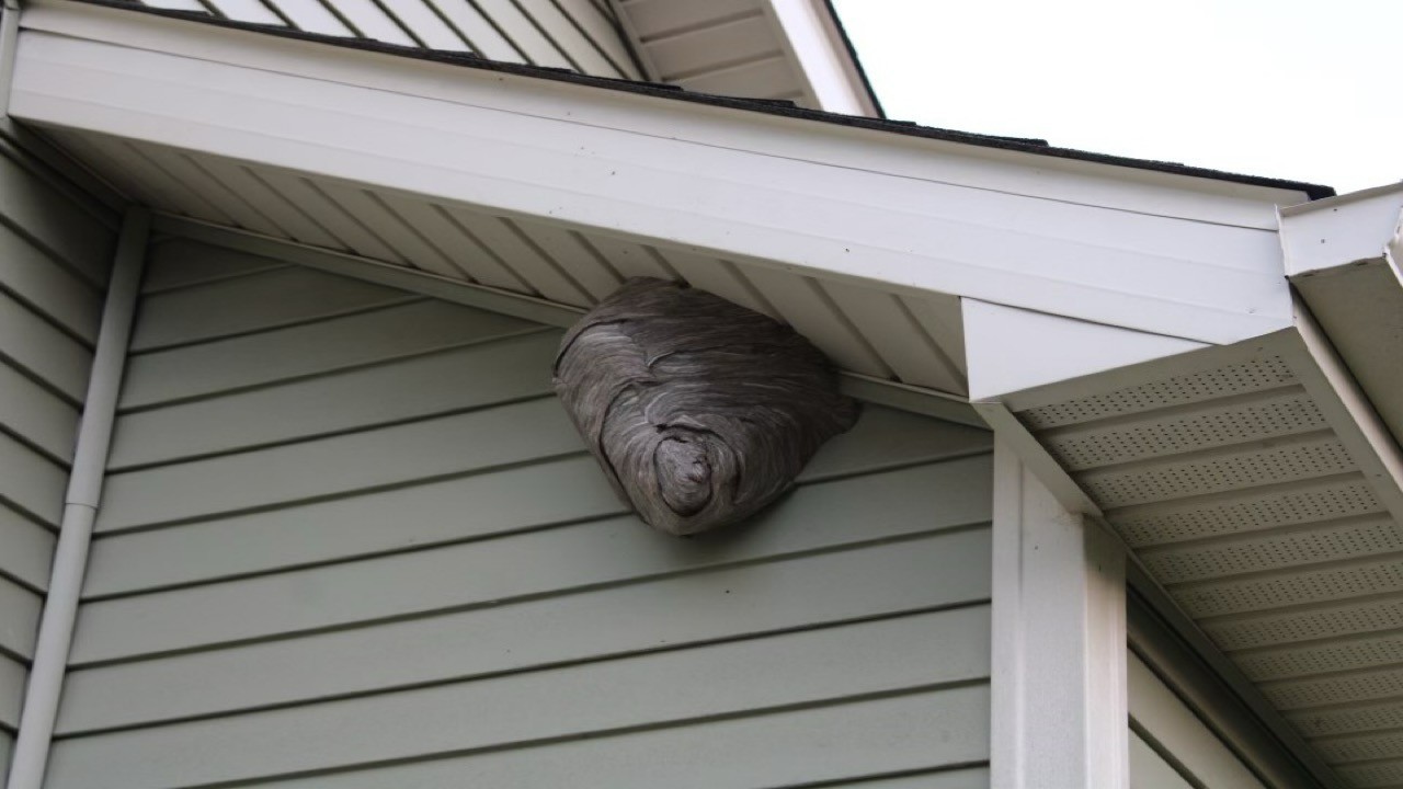 Wasp, Hornet & Yellow Jacket Control in Southern Indiana | Greener Pest Management