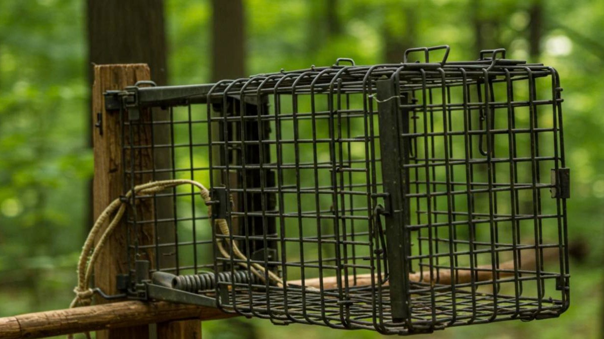 Raccoon Trapping & Removal - Beacon Falls CT | PEXT