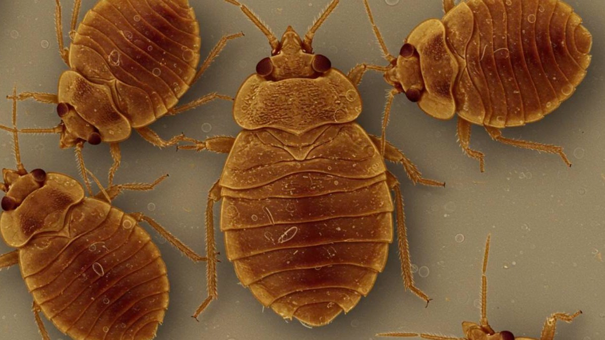 Bed Bug Pest Control in Beacon Falls, CT | PEXT