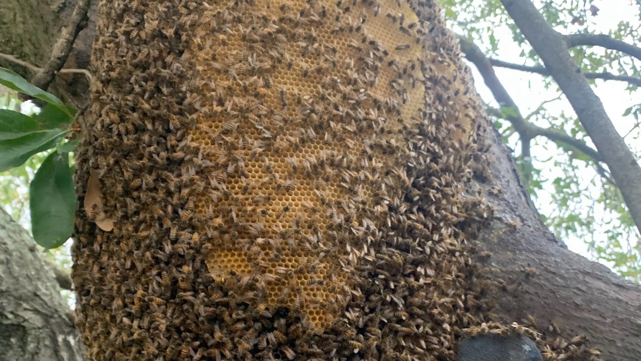 Manvel Honeybee Rescue & Relocation | Bee'n Green LLC