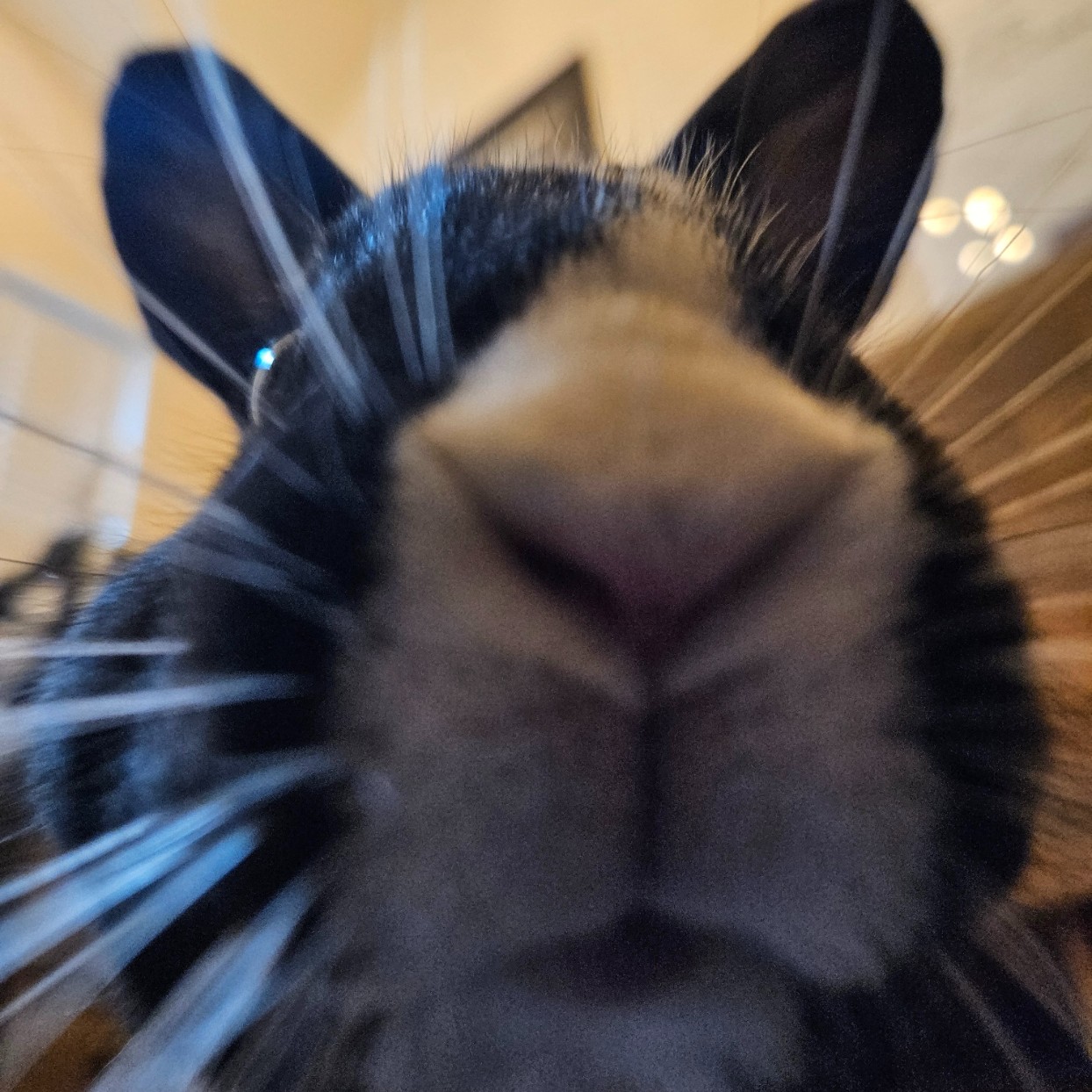 Artemis