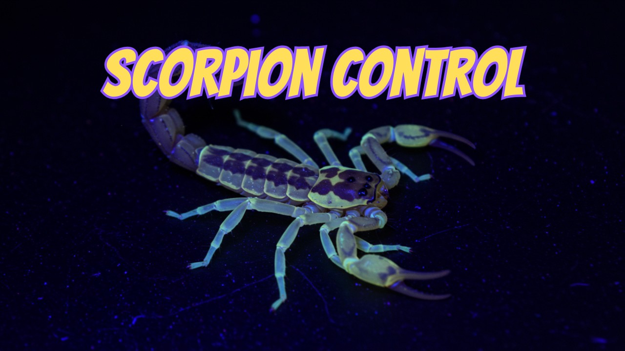 Scorpion Control Point TX | Lion Heart Pest Control