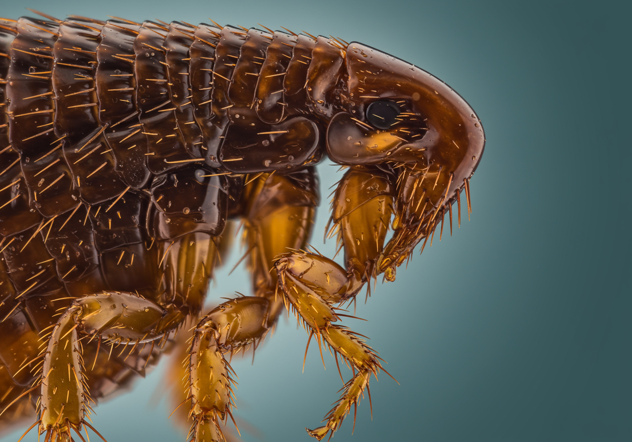 Philadelphia Flea Control | Lockdown Pest Control Services