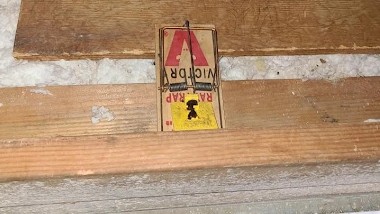 Effective Rodent Control in Palmdale | Stop Rats & Mice