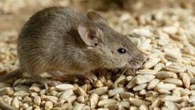 Effective Rodent Control in Palmdale | Stop Rats & Mice