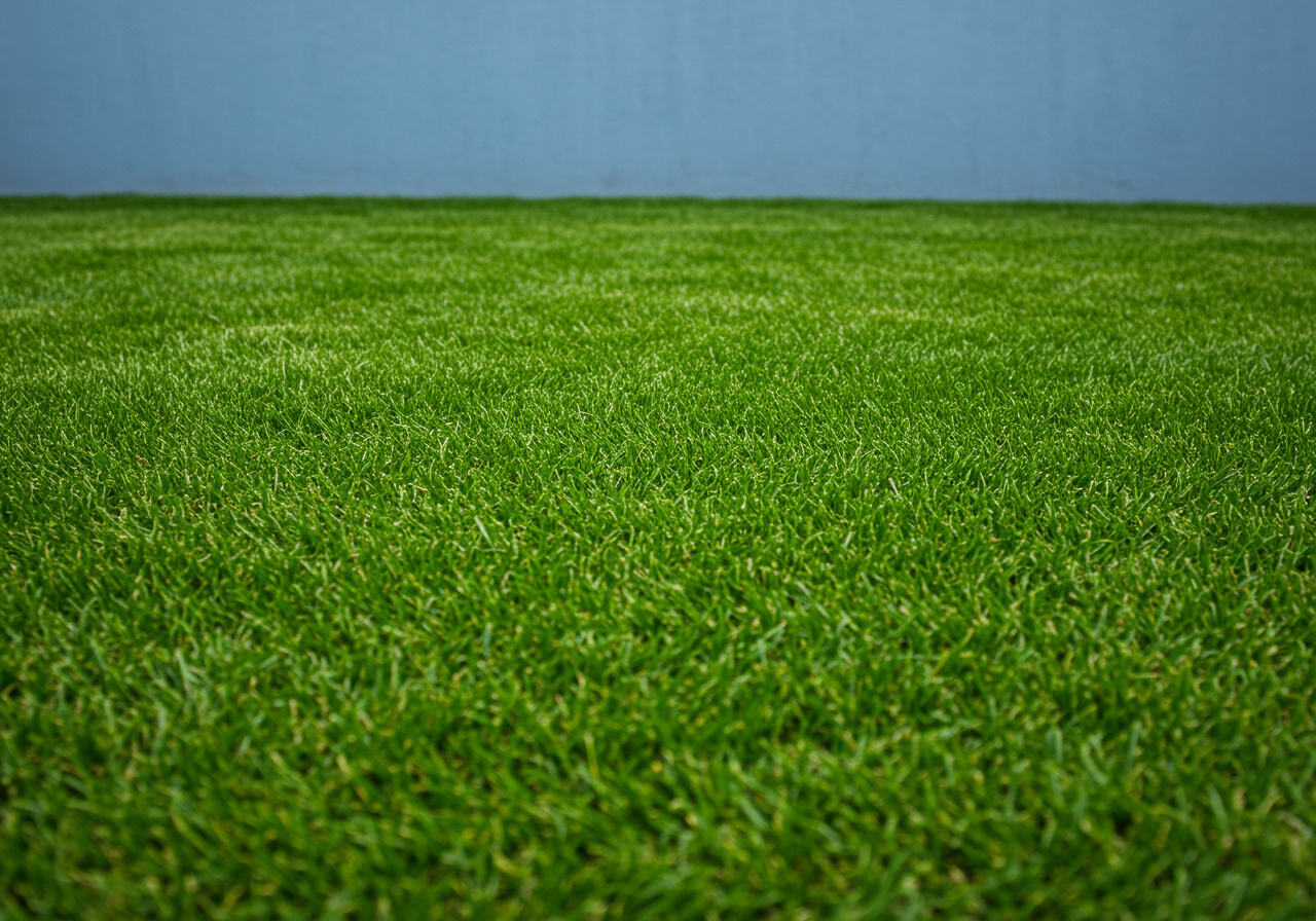 Weed Control Services in Benson, AZ | Bug Wiser