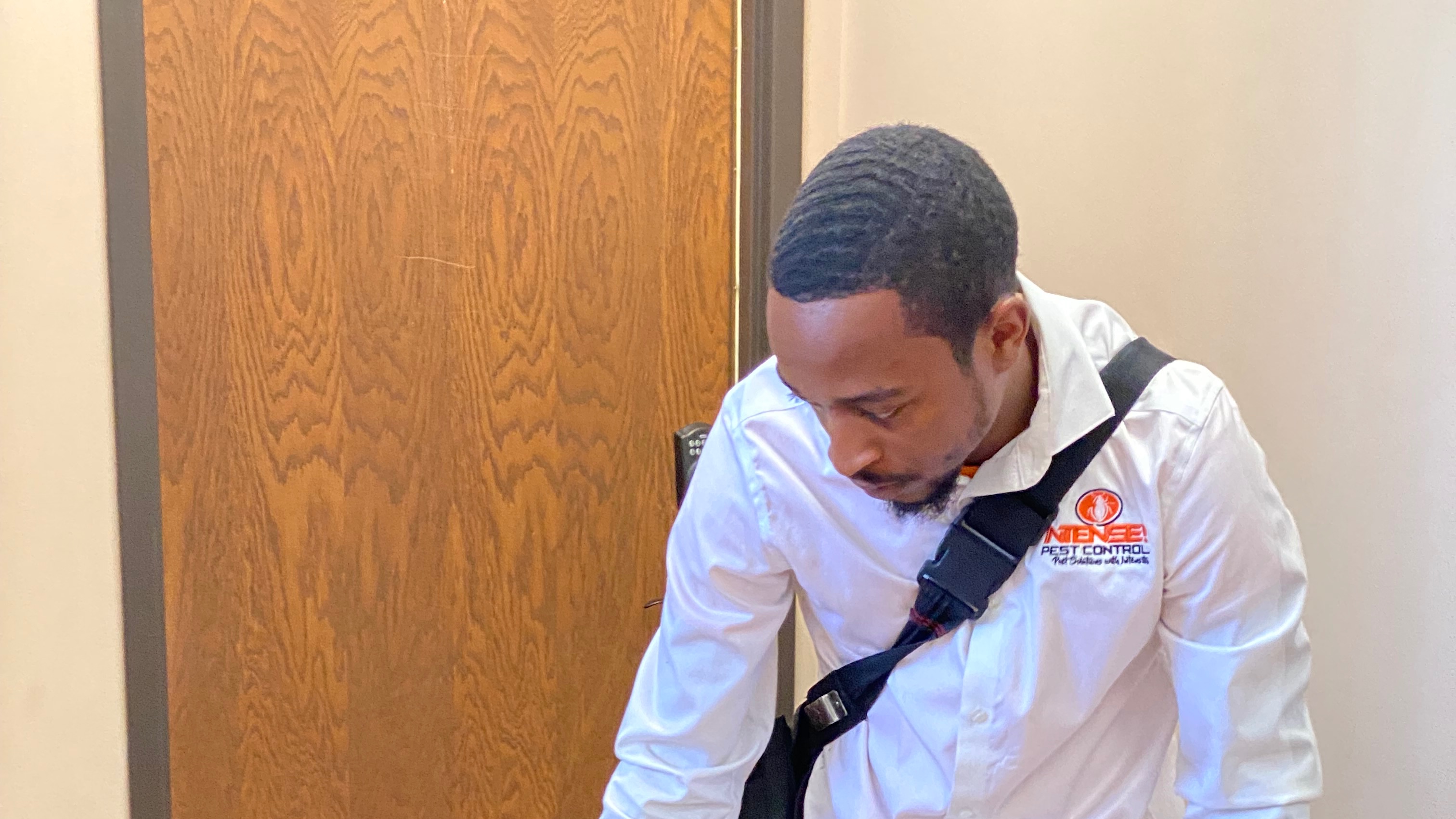 Professional Bee Control & Removal in Chicago | INTENSE! PEST CONTROL