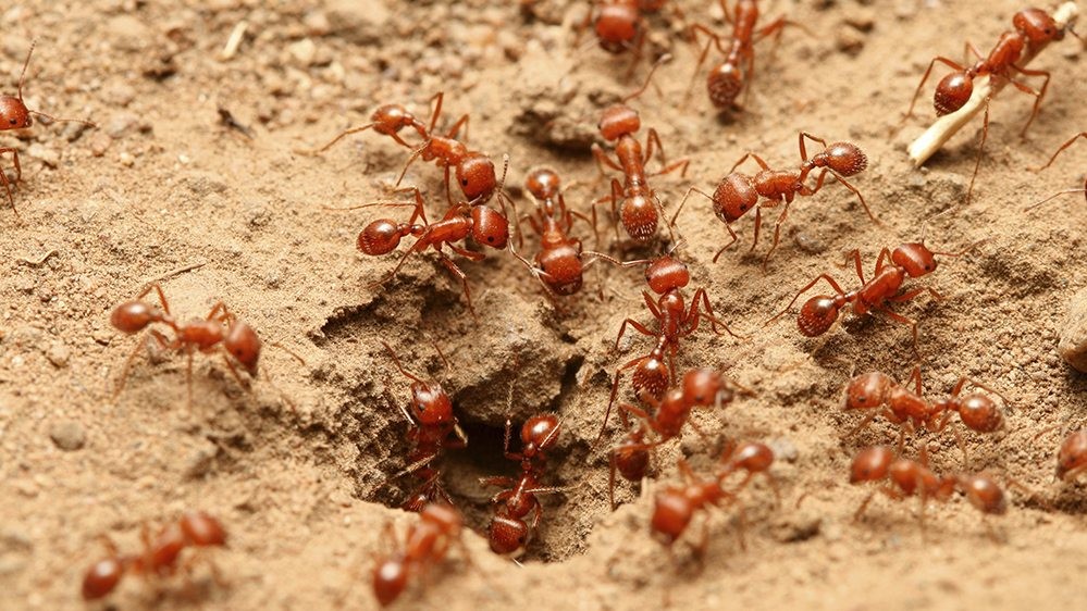 Fire Ant Control Nederland TX | Tri-City Exterminating