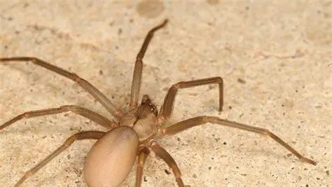 Spider Control Nederland TX | Tri-City Exterminating