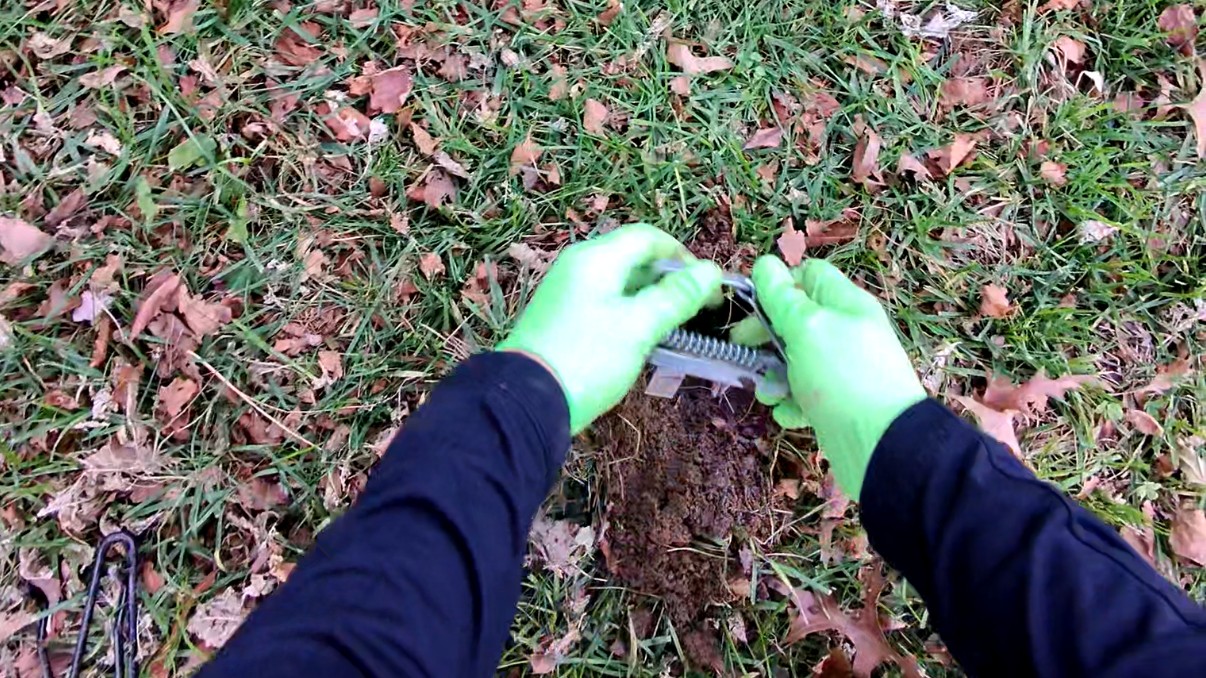 Mole Control Services in Denton, MD | Virtues Pest Control