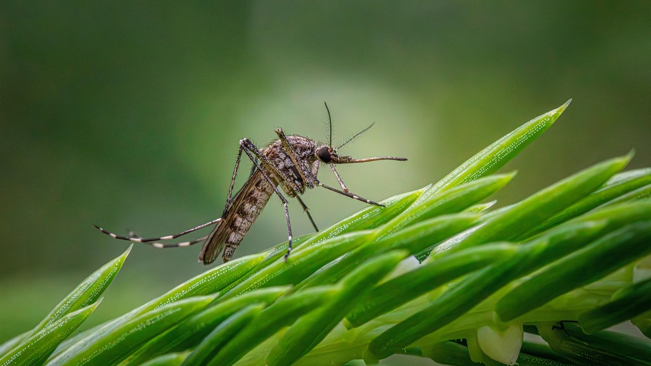 Mosquito-Free Living in Oakland County: Your Guide to a Bite-Free Home