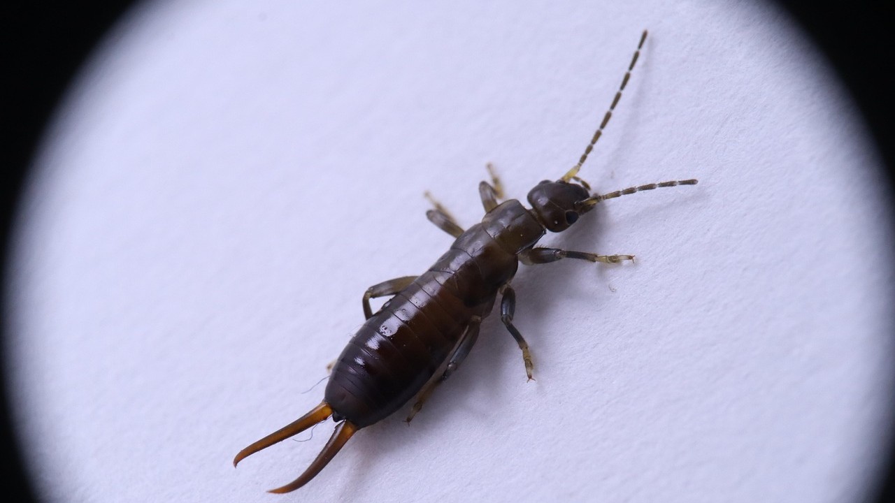 Rochester, MI Spring Pest Control: Protect Your Home This Season!