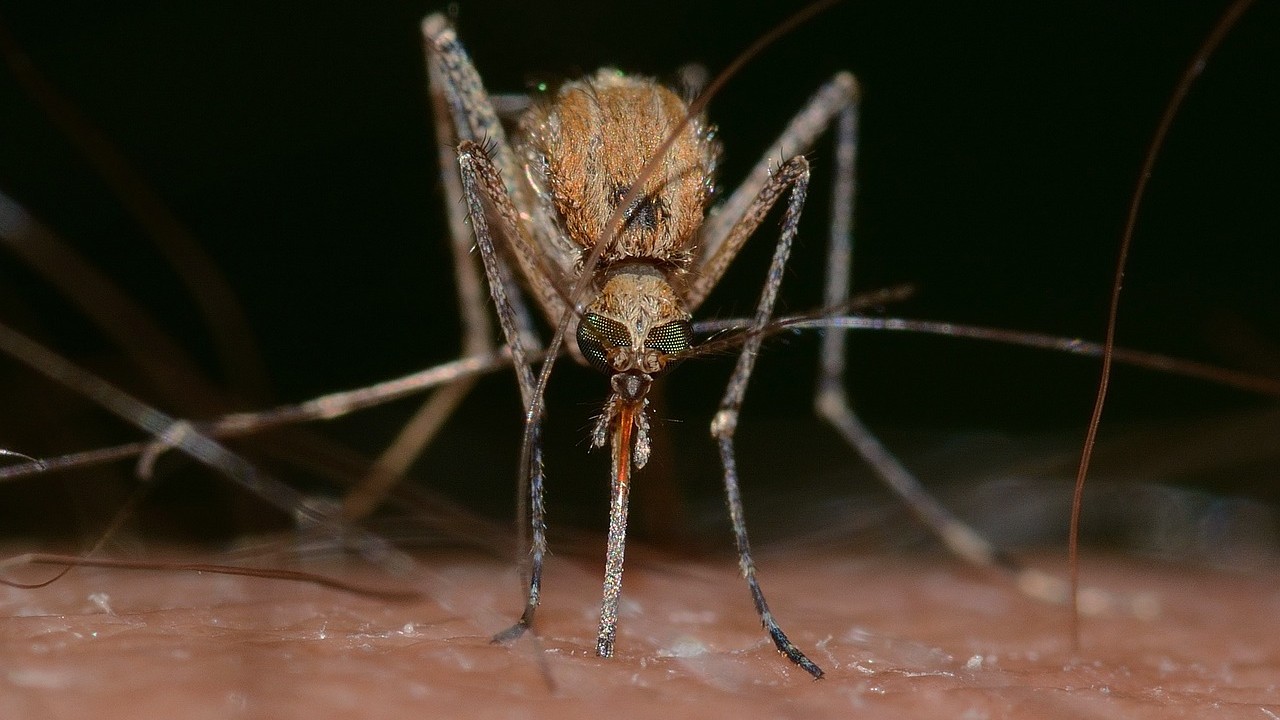 Mosquito Control Rochester MI: Enjoy Your Yard Again