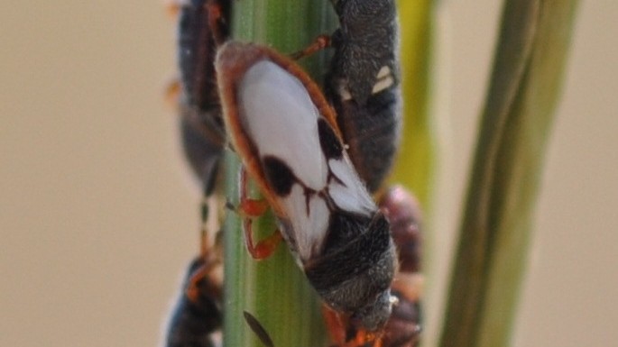 Spring Chinch Bug Control: Protect Your Lawn Early for a Green Summer