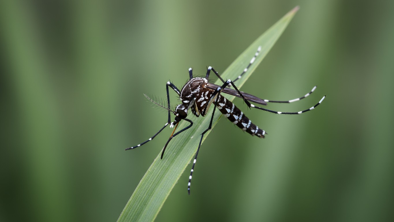 Mosquito Control Canton GA | Expert Mosquito Removal Services