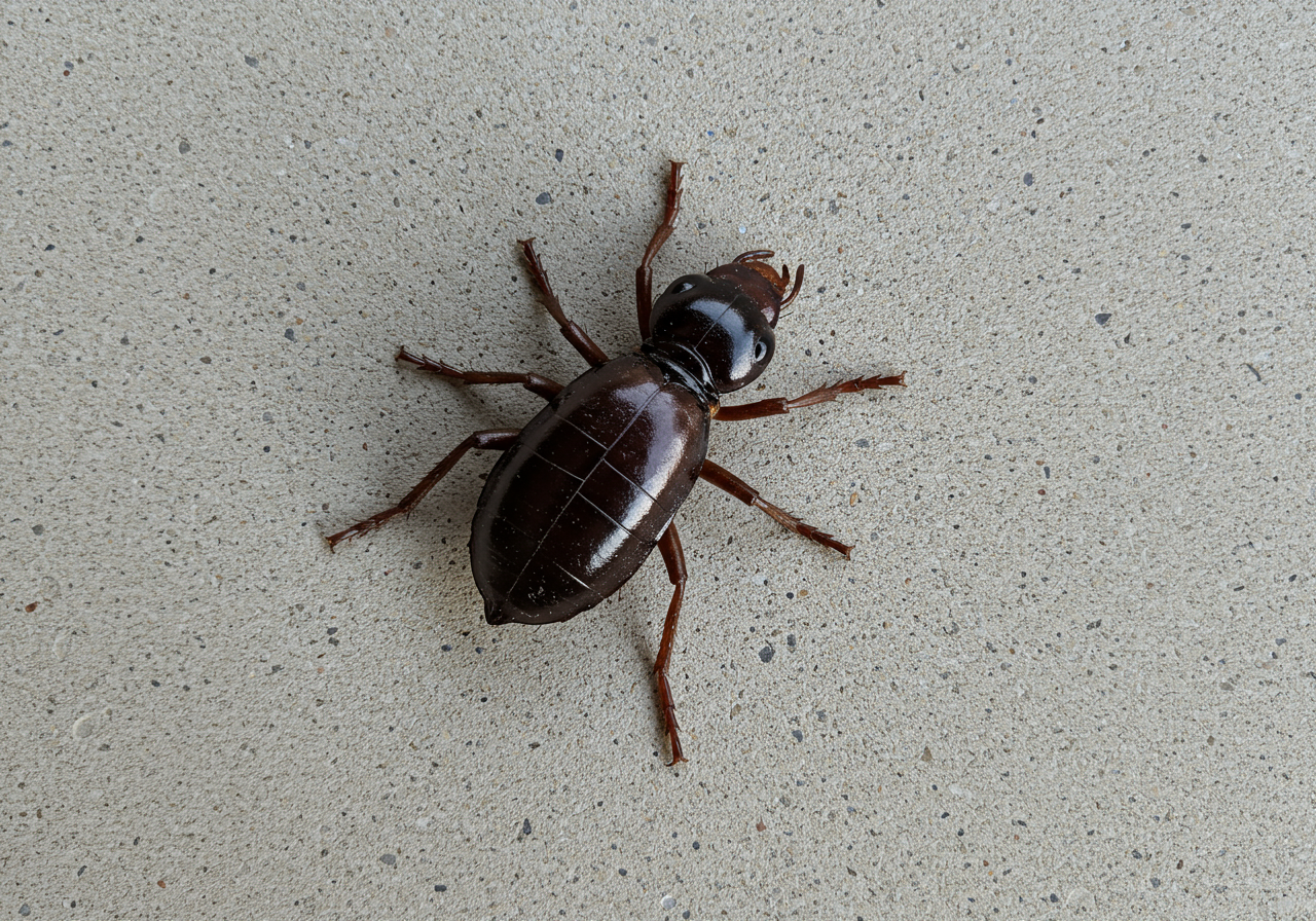 DIY Pest Control vs. The Bug Man in Anne Arundel County: When to Call the Pros