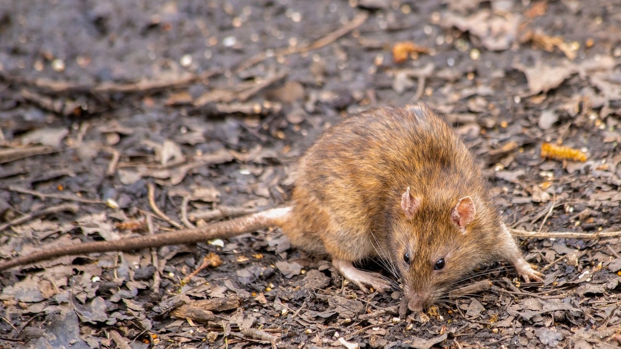 Rodent Removal | Brand Tiger Pest Control