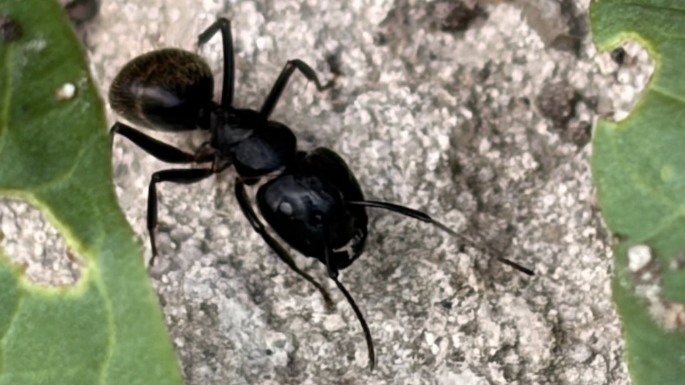 Ant Extermination | Minneapolis MN