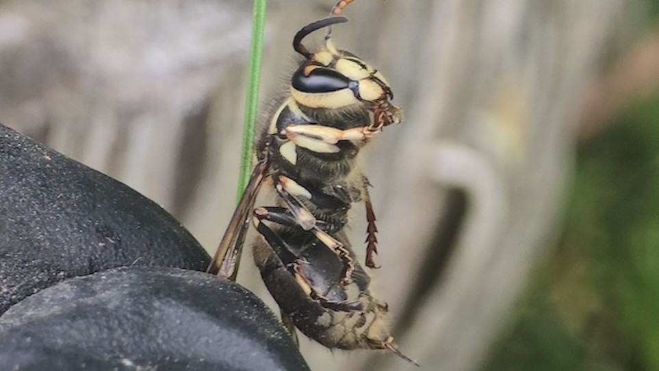 Minneapolis Wasp Control & Removal | Tiger Pest Control