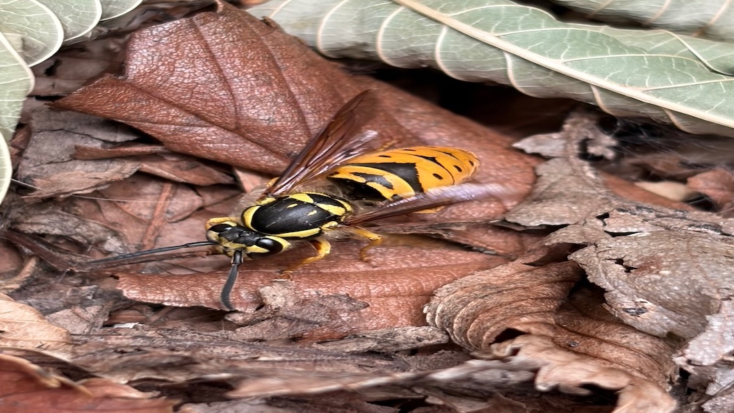 Wasps: Things You Should Know About The Yellow Jacket Wasp