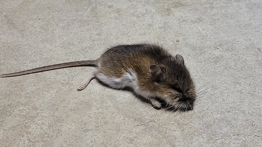 St Paul Rodent Control | Mice & Rats Gone | Tiger Pest Control