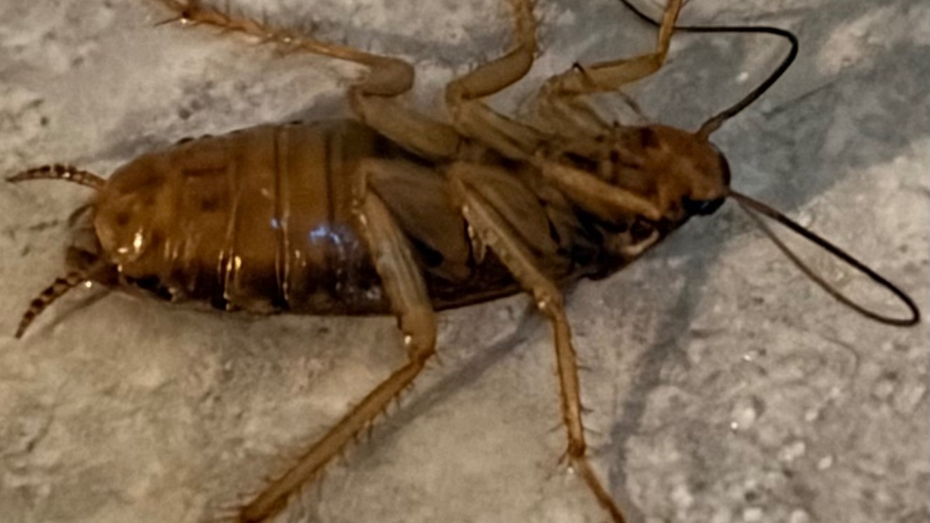 St Paul Roach Control & Extermination | Tiger Pest Control MN