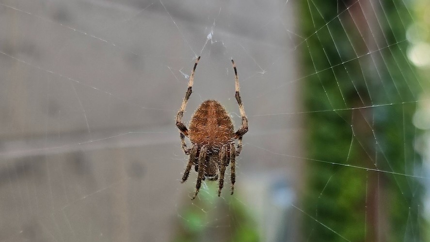 St Paul Spider Control | Expert Spider Removal | Tiger Pest Control