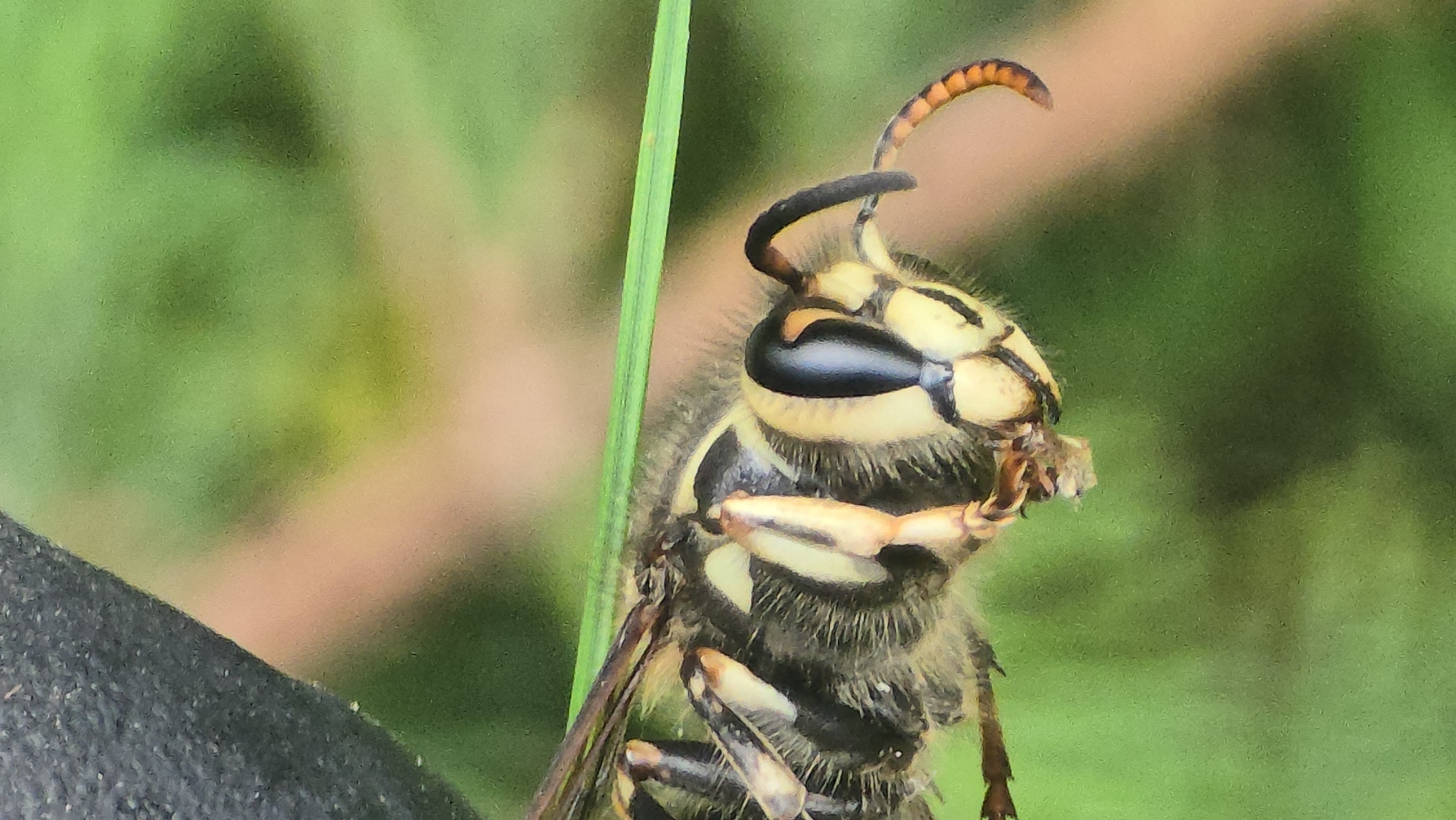 Bee Removal & Wasp Control in St Paul, MN | Tiger Pest Control