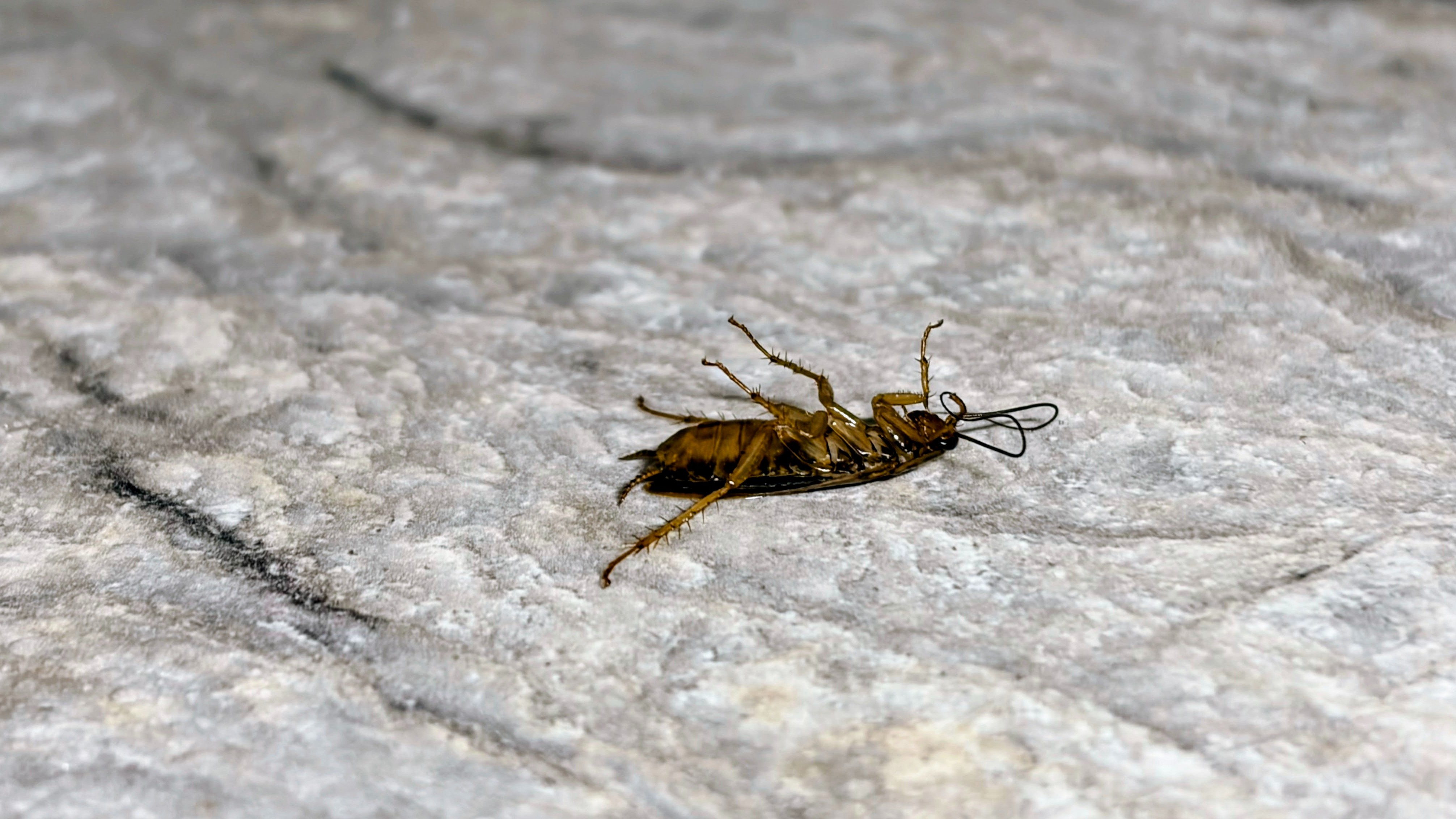 Cockroach Exterminator | Near Me  